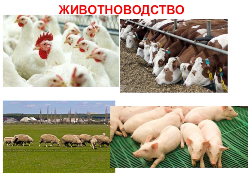 9c2d6e511e3c2b92ca61d1af1fd23c22-800x.jpg 9c2d6e511e3c2b92ca61d1af1fd23c22-800x.jpg